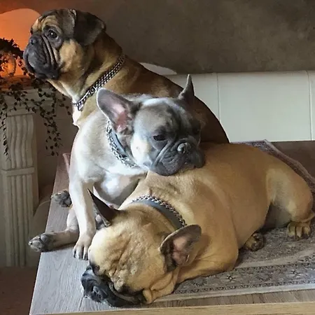 Haus Miksch Appartement Pertisau